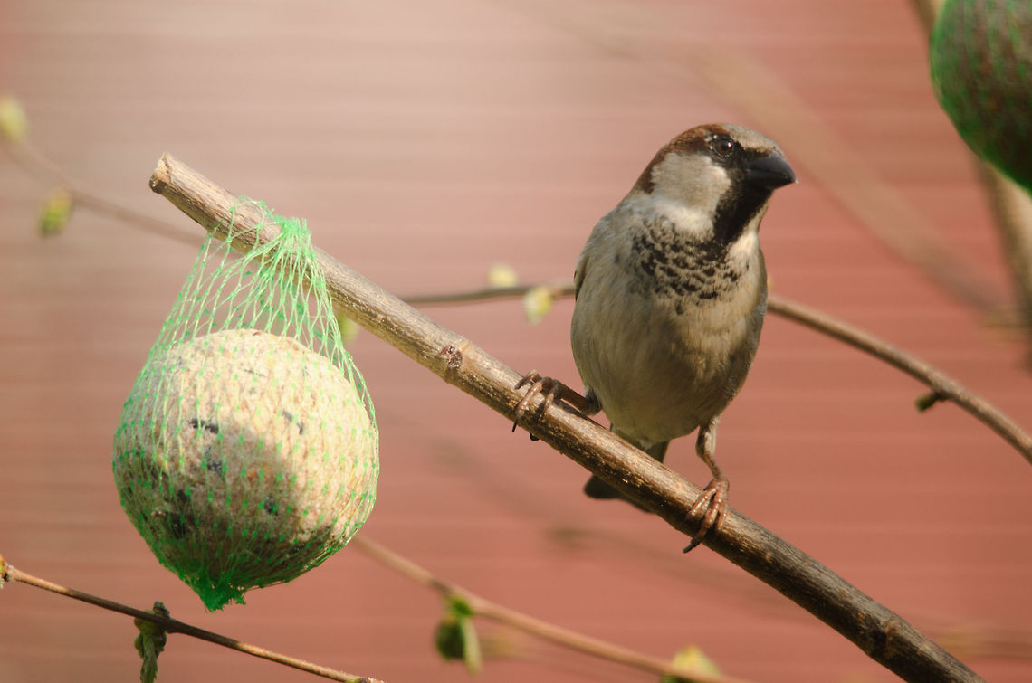 Finally... Such a common bird in the Netherlands, yet never seen before in my garden until today. Note how it is in doubt whether to use the left or right feeding ball. Birds,Garden,House Sparrow,Passer domesticus