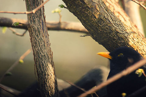 Safety At the hottest moment of the day, which really isn't that hot in the Netherlands, this male Blackbird can barely keep its eyes open and opts for a siesta. Birds,Common Blackbird,Garden,Turdus merula