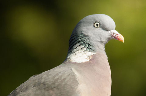 Common Wood Pigeon closeup  Columba palumbus,Common Wood Pigeon,Garden,birds,doves,pigeons