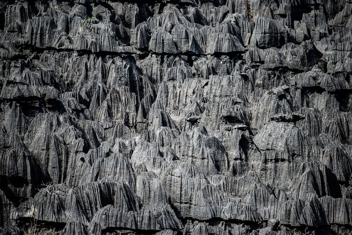 Closeup of Tsingy, Ankarana, Madagascar In earlier times of war, some tribes found refuge in this area, using these spikes as a natural barrier from enemies. Africa,Ankarana,Geotagged,Madagascar,Madagascar North,Spring,World