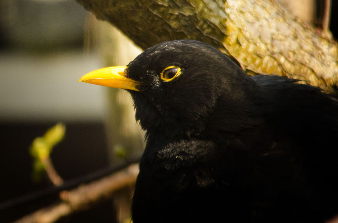 Common Blackbird The deep yellow beak and eye lids of the male blackbird highlighted. Common Blackbird,Garden,Turdus merula,birds