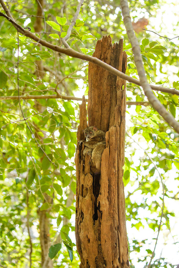 Ankarana Sportive Lemur, Ankarana, Madagascar  Africa,Anakarana sportive lemur,Ankarana,Geotagged,Lepilemur ankaranensis,Madagascar,Madagascar North,Spring,World