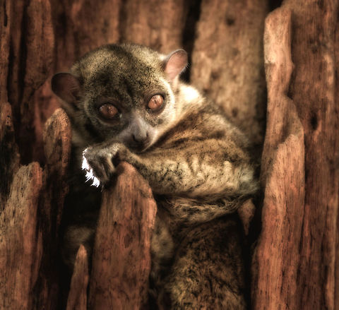 Ankarana Sportive Lemur closeup, Ankarana dry forest, Madagascar  Africa,Anakarana sportive lemur,Ankarana,Geotagged,Lepilemur ankaranensis,Madagascar,Madagascar North,Spring,World