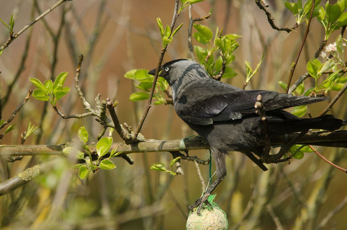 Thief This is why I secure the bird food I put out with wires, otherwise greedy Jackdaws like this one would take it all in one go.  Birds,Coloeus monedula,Garden,Western Jackdaw