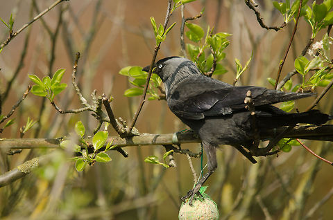 Thief This is why I secure the bird food I put out with wires, otherwise greedy Jackdaws like this one would take it all in one go.  Birds,Coloeus monedula,Garden,Western Jackdaw