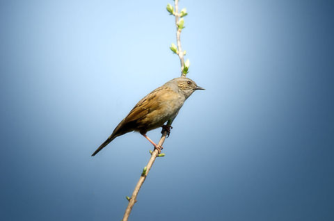 The Acrobat An agile Dunnock appears in the garden singing beautifully to make up for its somewhat dull appearance. Birds,Dunnock,Garden,Prunella modularis