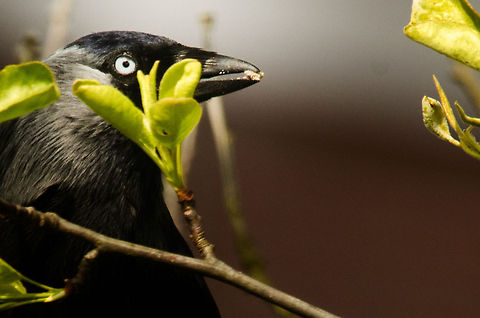 On alert Closeup of a Jackdaw feeding in my garden. They are always on high alert, one small move inside the house triggers them to leave. Coloeus monedula,Garden,Western Jackdaw,birds