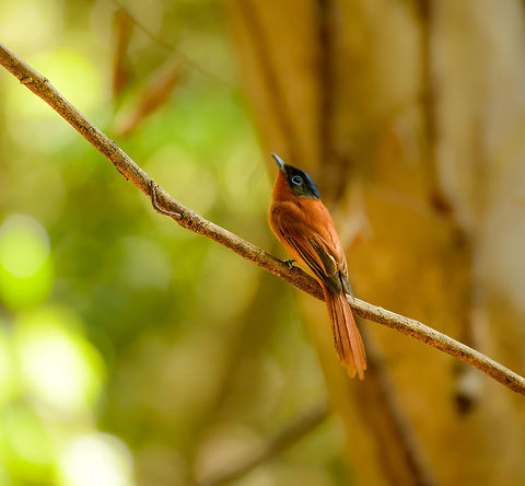 Female Madagascar Paradise Flycatcher, Ankarana, Madagascar http://www.jungledragon.com/image/38893/closeup_of_female_madagascar_paradise_flycatcher_ankarana_madagascar.html Africa,Ankarana,Geotagged,Madagascar,Madagascar North,Malagasy paradise flycatcher,Spring,Terpsiphone mutata,World