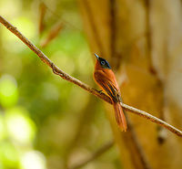 Female Madagascar Paradise Flycatcher, Ankarana, Madagascar http://www.jungledragon.com/image/38893/closeup_of_female_madagascar_paradise_flycatcher_ankarana_madagascar.html Africa,Ankarana,Geotagged,Madagascar,Madagascar North,Malagasy paradise flycatcher,Spring,Terpsiphone mutata,World
