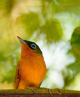 Closeup of female Madagascar Paradise Flycatcher, Ankarana, Madagascar  Africa,Ankarana,Geotagged,Madagascar,Madagascar North,Malagasy paradise flycatcher,Spring,Terpsiphone mutata,World