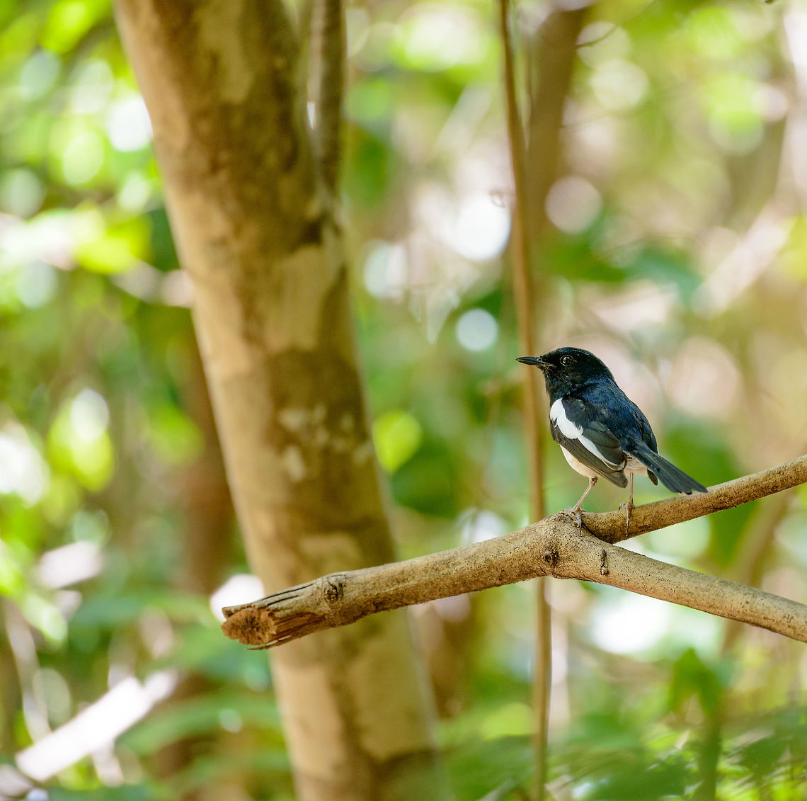 Male Madagascar Magpie-Robin, Ankarana, Madagascar The female:<br />
<figure class="photo"><a href="https://www.jungledragon.com/image/38708/female_madagascar_robin_ankarana_madagascar.html" title="Female Madagascar Robin, Ankarana, Madagascar"><img src="https://s3.amazonaws.com/media.jungledragon.com/images/2/38708_thumb.jpg?AWSAccessKeyId=05GMT0V3GWVNE7GGM1R2&Expires=1759968010&Signature=Vz8QDxxYK0vGjEcLNC4q79DiWR0%3D" width="200" height="136" alt="Female Madagascar Robin, Ankarana, Madagascar As a note to all birds: please pose like this. Close to me, at eye-level, without distractions in the background, from a side pose, and with the light reflecting in your eyes. Thank you in advance. Africa,Ankarana,Copsychus albospecularis,Geotagged,Madagascar,Madagascar Magpie-Robin,Madagascar North,Spring,World" /></a></figure> Africa,Ankarana,Copsychus albospecularis,Geotagged,Madagascar,Madagascar Magpie-Robin,Madagascar North,Spring,World