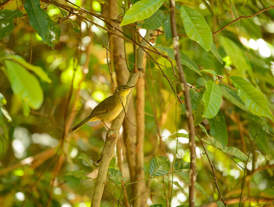 Long-billed tetraka, Ankarana, Madagascar  Africa,Ankarana,Bernieria madagascariensis,Geotagged,Long-billed bernieria,Madagascar,Madagascar North,Spring,World
