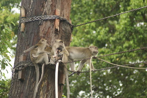 Macaque monkey family Found in Sukau, on a man-made wildlife air bridge Crab-eating macaque,Macaca fascicularis,Macaque,Malaysia,Mammalia,Monkeys