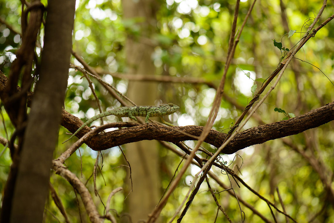 Malagasy Giant Chameleon, Ankarana, Madagascar  Africa,Ankarana,Furcifer oustaleti,Geotagged,Madagascar,Madagascar North,Malagasy Giant Chameleon,Spring,World