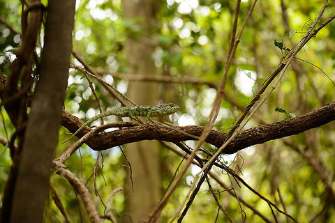 Malagasy Giant Chameleon, Ankarana, Madagascar  Africa,Ankarana,Furcifer oustaleti,Geotagged,Madagascar,Madagascar North,Malagasy Giant Chameleon,Spring,World