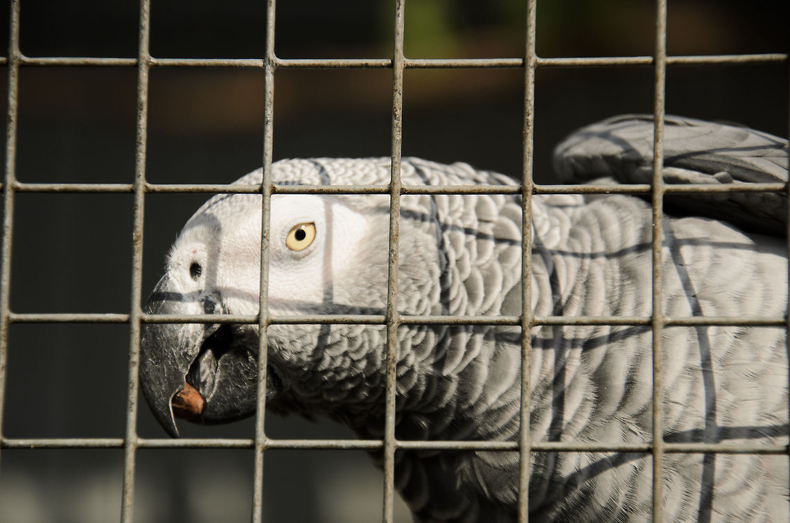 African Grey Parrot  African Grey Parrot,Birds,Geotagged,Papegaaienpark VeldHoven,Parrot Park Veldhoven,Psittacus erithacus,The Netherlands,parrots