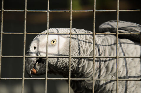 African Grey Parrot  African Grey Parrot,Birds,Geotagged,Papegaaienpark VeldHoven,Parrot Park Veldhoven,Psittacus erithacus,The Netherlands,parrots
