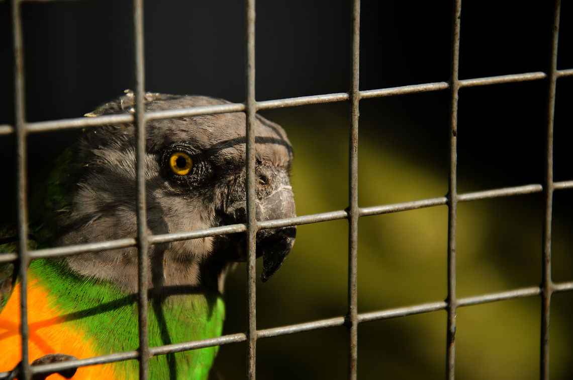 Senegal Parrot Not a great photo but posting it anyway since its the first of this specie on JungleDragon. Geotagged,Papegaaienpark VeldHoven,Parrot Park Veldhoven,Parrots,Poicephalus senegalus,Senegal Parrot,The Netherlands,birds