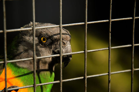 Senegal Parrot Not a great photo but posting it anyway since its the first of this specie on JungleDragon. Geotagged,Papegaaienpark VeldHoven,Parrot Park Veldhoven,Parrots,Poicephalus senegalus,Senegal Parrot,The Netherlands,birds