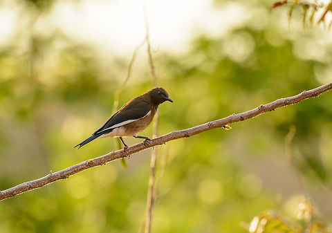 Madagascar Starling (male), near Ankarana, Madagascar Captured during sunrise on a field near our accommodation close to Ankarana NP. I was lucky to also find the female nearby:
http://www.jungledragon.com/image/38980/madagascar_starling_female_near_ankarana_madagascar.html Africa,Ankarana,Geotagged,Madagascan starling,Madagascar,Madagascar North,Saroglossa aurata,Spring,World