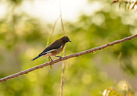 Madagascar Starling (male), near Ankarana, Madagascar Captured during sunrise on a field near our accommodation close to Ankarana NP. I was lucky to also find the female nearby:<br />
http://www.jungledragon.com/image/38980/madagascar_starling_female_near_ankarana_madagascar.html Africa,Ankarana,Geotagged,Madagascan starling,Madagascar,Madagascar North,Saroglossa aurata,Spring,World