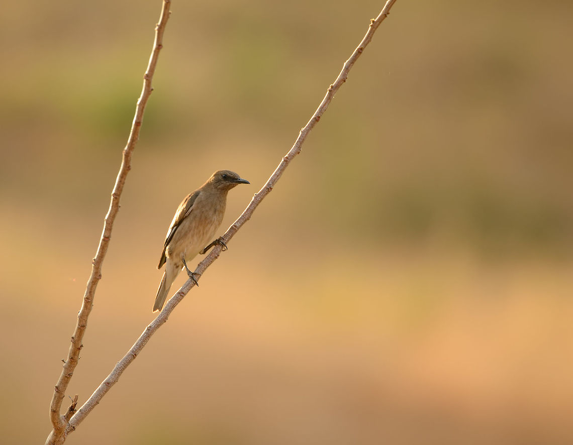 Madagascar Starling (female), near Ankarana, Madagascar Captured during sunrise on a field near our accommodation close to Ankarana NP. I was lucky to also find the male nearby:<br />
<figure class="photo"><a href="https://www.jungledragon.com/image/38979/madagascar_starling_male_near_ankarana_madagascar.html" title="Madagascar Starling (male), near Ankarana, Madagascar"><img src="https://s3.amazonaws.com/media.jungledragon.com/images/2/38979_thumb.jpg?AWSAccessKeyId=05GMT0V3GWVNE7GGM1R2&Expires=1770854410&Signature=tTik3i9DXjkELS67bIt6x2%2FfRPc%3D" width="200" height="142" alt="Madagascar Starling (male), near Ankarana, Madagascar Captured during sunrise on a field near our accommodation close to Ankarana NP. I was lucky to also find the female nearby:<br />
http://www.jungledragon.com/image/38980/madagascar_starling_female_near_ankarana_madagascar.html Africa,Ankarana,Geotagged,Madagascan starling,Madagascar,Madagascar North,Saroglossa aurata,Spring,World" /></a></figure> Africa,Ankarana,Geotagged,Madagascan starling,Madagascar,Madagascar North,Saroglossa aurata,Spring,World