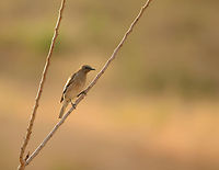Madagascar Starling (female), near Ankarana, Madagascar Captured during sunrise on a field near our accommodation close to Ankarana NP. I was lucky to also find the male nearby:<br />
https://www.jungledragon.com/image/38979/madagascar_starling_male_near_ankarana_madagascar.html Africa,Ankarana,Geotagged,Madagascan starling,Madagascar,Madagascar North,Saroglossa aurata,Spring,World