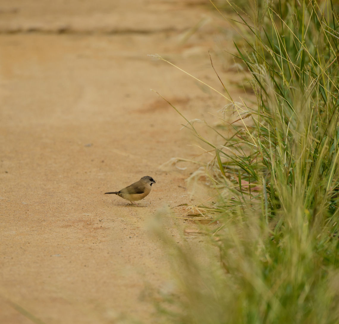 Madagascan mannikin, near Ankarana, Madagascar Sorry for the poor shot, it was remote and this is cropped. Captured during an early morning walk around our accommodation across Anakarana NP. Although listed as very common throughout Madagascar, I can't recall coming across it before. Africa,Ankarana,Geotagged,Lepidopygia nana,Lonchura nana,Madagascan mannikin,Madagascar,Madagascar North,Spring,World