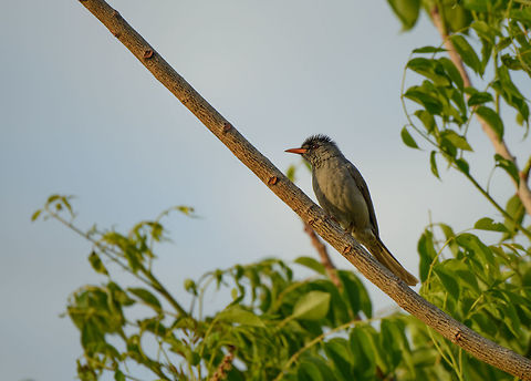 Malagasy Bulbul, near Ankarana, Madagascar On a very early morning where I did a walk on my own around our accommodation that was right across Ankarana NP. Africa,Ankarana,Geotagged,Hypsipetes madagascariensis,Madagascar,Madagascar North,Malagasy Bulbul,Spring,World