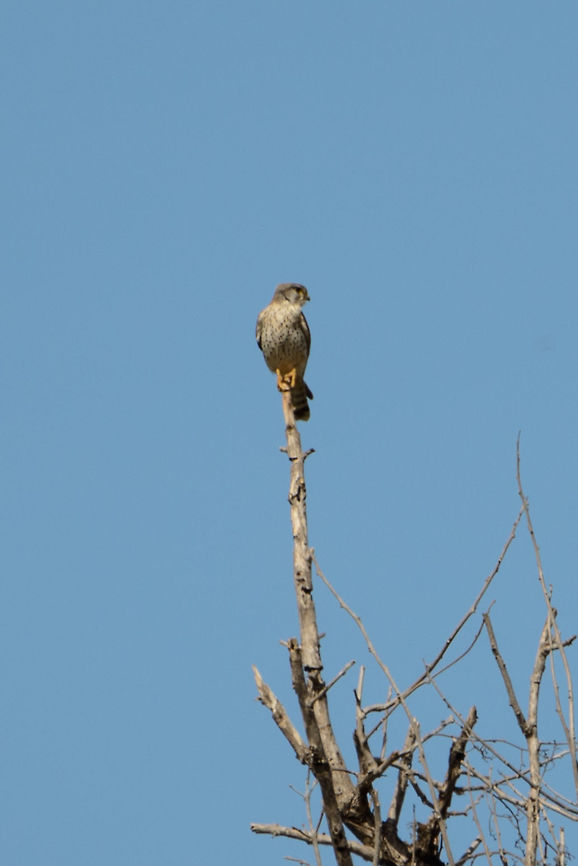 Banded Kestrel, near Ankarana, Madagascar Presumably a Banded kestrel. This one was very far away so I had to crop to the maximum and beyond. It was sitting at the highest tip of this tree. A funny moment was when a crested drongo chased it away from this prime location. Africa,Ankarana,Banded Kestrel,Falco zoniventris,Geotagged,Madagascar,Madagascar North,Spring,World