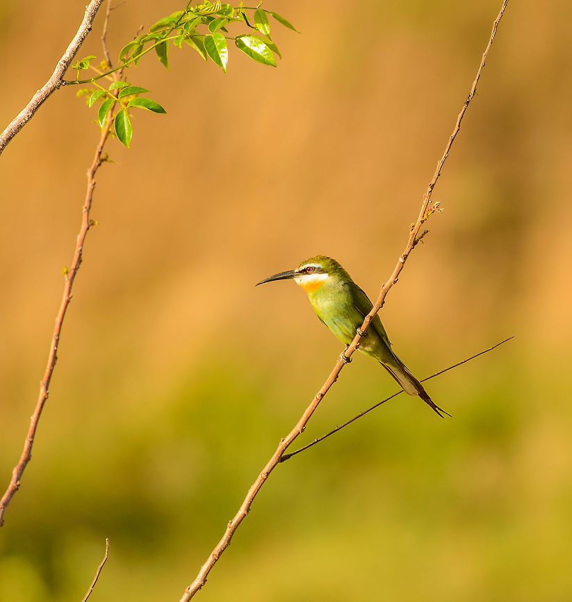 Madagascar Bee-eater, near Ankarana, Madagascar Found during an early morning walk on my own around our accommodation close to Ankarana NP. Africa,Ankarana,Geotagged,Madagascar,Madagascar North,Merops superciliosus,Olive Bee-eater,Spring,World