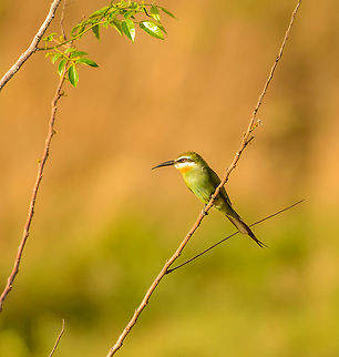 Madagascar Bee-eater, near Ankarana, Madagascar Found during an early morning walk on my own around our accommodation close to Ankarana NP. Africa,Ankarana,Geotagged,Madagascar,Madagascar North,Merops superciliosus,Olive Bee-eater,Spring,World