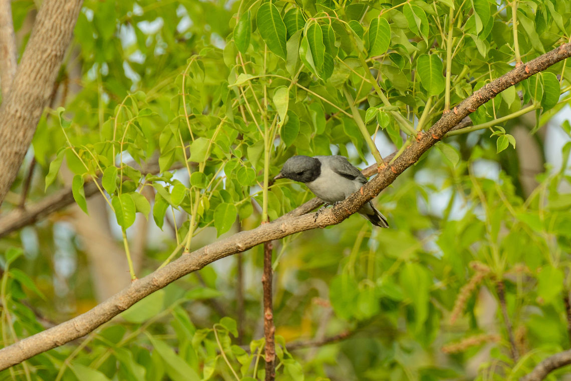 Madagascan cuckooshrike (Coracina cinerea), near Ankarana, Madagascar Sorry for the poor quality, this one is heavily cropped. Africa,Ankarana,Coracina cinerea,Geotagged,Madagascar,Madagascar Cuckooshrike,Madagascar North,Spring,World
