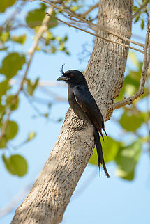 Madagascar Crested Drongo (Dicrurus forficatus), near Ankarana Definitely a bird with an attitude, they are far from shy, can mimic other bird calls, and actively attack small birds of prey. Africa,Ankarana,Crested drongo,Dicrurus forficatus,Geotagged,Madagascar,Madagascar North,Spring,World