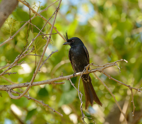 Madagascar Crested Drongo (Dicrurus forficatus) - closeup, near Ankarana Definitely a bird with an attitude, they are far from shy, can mimic other bird calls, and actively attack small birds of prey. Africa,Ankarana,Crested drongo,Dicrurus forficatus,Geotagged,Madagascar,Madagascar North,Spring,World