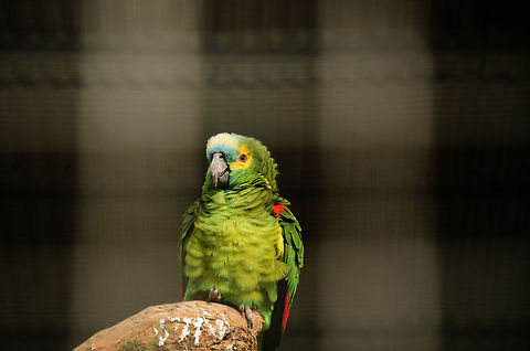 Blue-fronted Amazon Sometimes I think I am obsessed with closeups, so hereby a little more distance to showcase the total of this beautiful Blue-fronted Amazon. Amazona aestiva,Amazons,Blue-fronted Amazon,Geotagged,Papegaaienpark VeldHoven,Parrot Park Veldhoven,The Netherlands,parrots