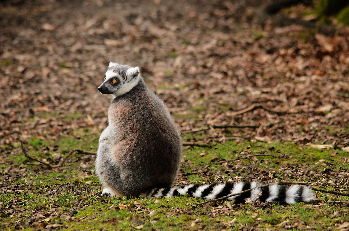 A mother's love The baby isn't visible on this photo, which exactly was this mother's point. I love these lemurs with their insanely long tails and bright orange eyes. If life allows us, we'll be seeing them in the wild in Madagascar this year. Fingers crossed.  Geotagged,Lemur catta,Monkeys,Papegaaienpark VeldHoven,Parrot Park Veldhoven,Ring-tailed lemur,The Netherlands