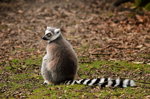 A mother's love The baby isn't visible on this photo, which exactly was this mother's point. I love these lemurs with their insanely long tails and bright orange eyes. If life allows us, we'll be seeing them in the wild in Madagascar this year. Fingers crossed.  Geotagged,Lemur catta,Monkeys,Papegaaienpark VeldHoven,Parrot Park Veldhoven,Ring-tailed lemur,The Netherlands