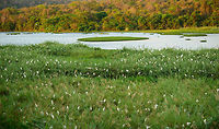 Ankarafantsika Cattle Egret flocks nesting, Madagascar Arriving at the last destination of our trip through Northern Madagascar, Ankarafantsika, we were situated in a large bungalow that had this view from the backyard. This is a group of several hundred egrets that are likely nesting here. Video:<br />
https://youtu.be/5fK2VWST9jU Africa,Ankarafantsika,Bubulcus ibis,Cattle egret,Geotagged,Madagascar,Madagascar North,Spring,World