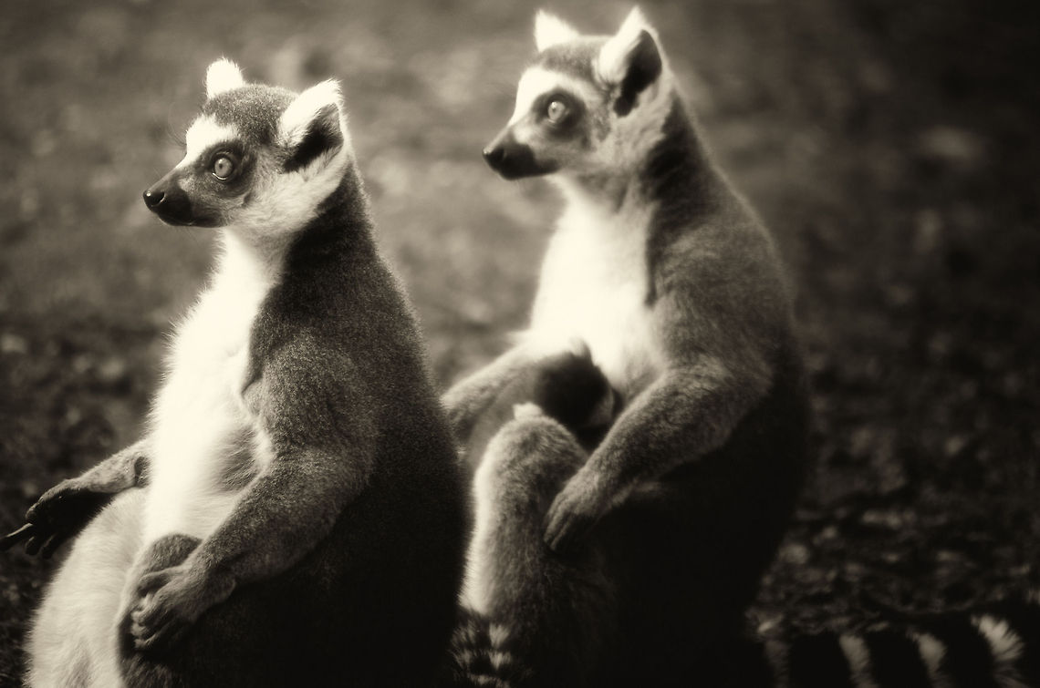Yoga class Yessss Masterrr... Geotagged,Lemur,Lemur catta,Monkeys,Papegaaienpark VeldHoven,Parrot Park Veldhoven,Ring-tailed lemur,The Netherlands