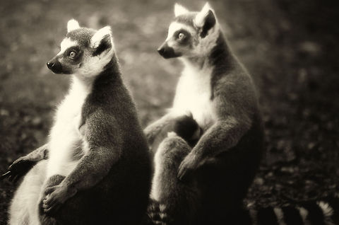 Yoga class Yessss Masterrr... Geotagged,Lemur,Lemur catta,Monkeys,Papegaaienpark VeldHoven,Parrot Park Veldhoven,Ring-tailed lemur,The Netherlands