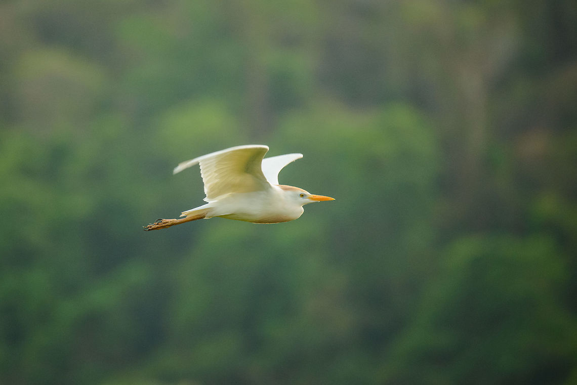 Cattle Egret in Flight, Ankarafantsika, Madagascar During our first morning in Ankarafantsika, the first thing I did was to visit the small bird tower near the lake that houses hundreds of egrets:<br />
<figure class="photo"><a href="https://www.jungledragon.com/image/39040/ankarafantsika_cattle_egret_flocks_nesting_madagascar.html" title="Ankarafantsika Cattle Egret flocks nesting, Madagascar"><img src="https://s3.amazonaws.com/media.jungledragon.com/images/2/39040_thumb.jpg?AWSAccessKeyId=05GMT0V3GWVNE7GGM1R2&Expires=1759968010&Signature=4M8t%2FanR0Nwu9VRKmQDnmTdGT1s%3D" width="200" height="118" alt="Ankarafantsika Cattle Egret flocks nesting, Madagascar Arriving at the last destination of our trip through Northern Madagascar, Ankarafantsika, we were situated in a large bungalow that had this view from the backyard. This is a group of several hundred egrets that are likely nesting here. Video:<br />
https://youtu.be/5fK2VWST9jU Africa,Ankarafantsika,Bubulcus ibis,Cattle egret,Geotagged,Madagascar,Madagascar North,Spring,World" /></a></figure> Africa,Ankarafantsika,Bubulcus ibis,Cattle egret,Geotagged,Madagascar,Madagascar North,Spring,World