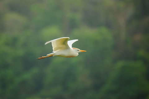 Cattle Egret in Flight, Ankarafantsika, Madagascar During our first morning in Ankarafantsika, the first thing I did was to visit the small bird tower near the lake that houses hundreds of egrets:
https://www.jungledragon.com/image/39040/ankarafantsika_cattle_egret_flocks_nesting_madagascar.html Africa,Ankarafantsika,Bubulcus ibis,Cattle egret,Geotagged,Madagascar,Madagascar North,Spring,World