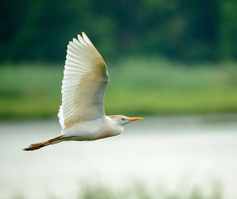 Cattle Egret in Flight - II, Ankarafantsika, Madagascar During our first morning in Ankarafantsika, the first thing I did was to visit the small bird tower near the lake that houses hundreds of egrets:
https://www.jungledragon.com/image/39040/ankarafantsika_cattle_egret_flocks_nesting_madagascar.html Africa,Ankarafantsika,Bubulcus ibis,Cattle egret,Geotagged,Madagascar,Madagascar North,Spring,World