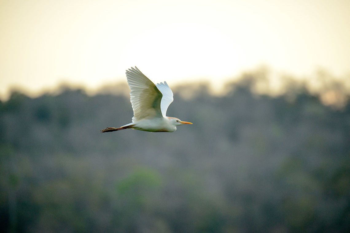 Cattle Egret in Flight - III, Ankarafantsika, Madagascar During our first morning in Ankarafantsika, the first thing I did was to visit the small bird tower near the lake that houses hundreds of egrets:<br />
<figure class="photo"><a href="https://www.jungledragon.com/image/39040/ankarafantsika_cattle_egret_flocks_nesting_madagascar.html" title="Ankarafantsika Cattle Egret flocks nesting, Madagascar"><img src="https://s3.amazonaws.com/media.jungledragon.com/images/2/39040_thumb.jpg?AWSAccessKeyId=05GMT0V3GWVNE7GGM1R2&Expires=1759968010&Signature=4M8t%2FanR0Nwu9VRKmQDnmTdGT1s%3D" width="200" height="118" alt="Ankarafantsika Cattle Egret flocks nesting, Madagascar Arriving at the last destination of our trip through Northern Madagascar, Ankarafantsika, we were situated in a large bungalow that had this view from the backyard. This is a group of several hundred egrets that are likely nesting here. Video:<br />
https://youtu.be/5fK2VWST9jU Africa,Ankarafantsika,Bubulcus ibis,Cattle egret,Geotagged,Madagascar,Madagascar North,Spring,World" /></a></figure> Africa,Ankarafantsika,Bubulcus ibis,Cattle egret,Geotagged,Madagascar,Madagascar North,Spring,World
