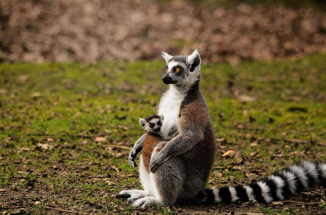 Ring-tailed Lemur and baby  Geotagged,Lemur,Lemur catta,Monkeys,Papegaaienpark VeldHoven,Parrot Park Veldhoven,Ring-tailed lemur,The Netherlands