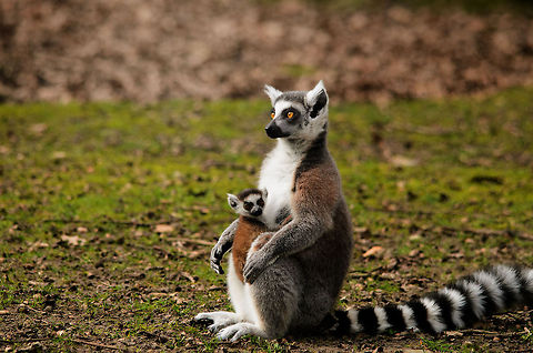 Ring-tailed Lemur and baby  Geotagged,Lemur,Lemur catta,Monkeys,Papegaaienpark VeldHoven,Parrot Park Veldhoven,Ring-tailed lemur,The Netherlands