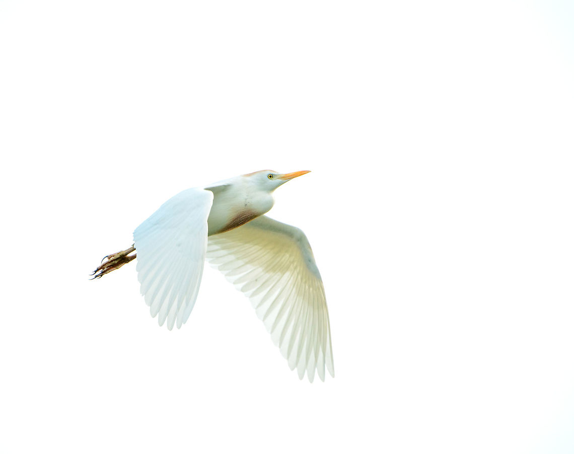 Cattle Egret in Flight - IV, Ankarafantsika, Madagascar High key variation. During our first morning in Ankarafantsika, the first thing I did was to visit the small bird tower near the lake that houses hundreds of egrets:<br />
<figure class="photo"><a href="https://www.jungledragon.com/image/39040/ankarafantsika_cattle_egret_flocks_nesting_madagascar.html" title="Ankarafantsika Cattle Egret flocks nesting, Madagascar"><img src="https://s3.amazonaws.com/media.jungledragon.com/images/2/39040_thumb.jpg?AWSAccessKeyId=05GMT0V3GWVNE7GGM1R2&Expires=1759968010&Signature=4M8t%2FanR0Nwu9VRKmQDnmTdGT1s%3D" width="200" height="118" alt="Ankarafantsika Cattle Egret flocks nesting, Madagascar Arriving at the last destination of our trip through Northern Madagascar, Ankarafantsika, we were situated in a large bungalow that had this view from the backyard. This is a group of several hundred egrets that are likely nesting here. Video:<br />
https://youtu.be/5fK2VWST9jU Africa,Ankarafantsika,Bubulcus ibis,Cattle egret,Geotagged,Madagascar,Madagascar North,Spring,World" /></a></figure> Africa,Ankarafantsika,Bubulcus ibis,Cattle egret,Geotagged,Madagascar,Madagascar North,Spring,World