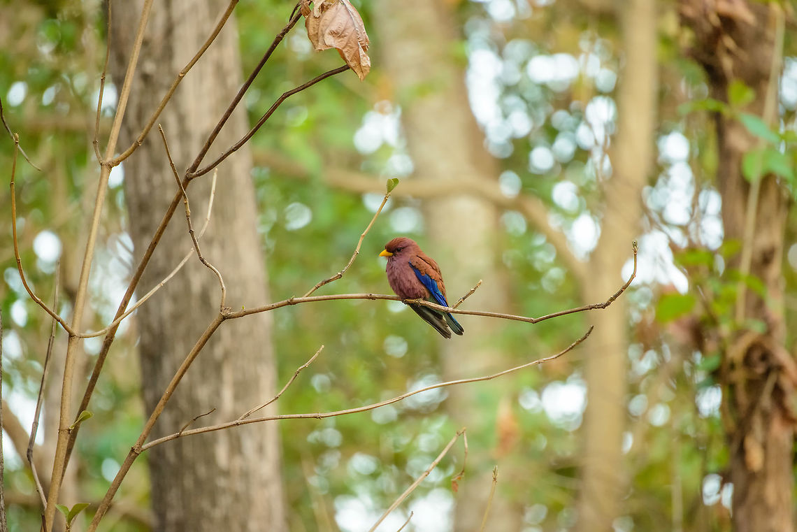 Broad-billed Roller, Ankarafantsika, Madagascar Found in the early morning at the entrance of the park, part of a couple, and quite loud. Africa,Ankarafantsika,Cinnamon roller,Eurystomus glaucurus,Geotagged,Madagascar,Madagascar North,Spring,World