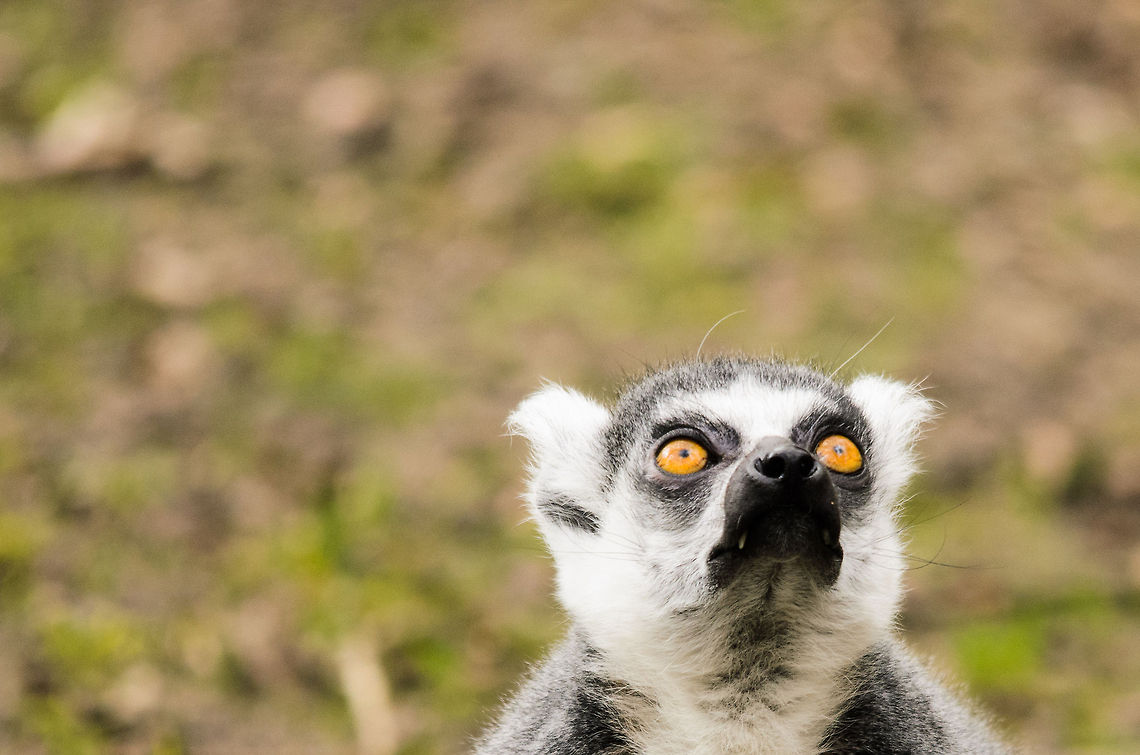 Waiting for spring Just like humanoids in the Netherlands, Lemurs can&#039;t wait for spring to arrive to chase away the freezing cold. It&#039;s a staring game. Geotagged,Lemur catta,Monkeys,Papegaaienpark VeldHoven,Parrot Park Veldhoven,Ring-tailed lemur,The Netherlands,lemur
